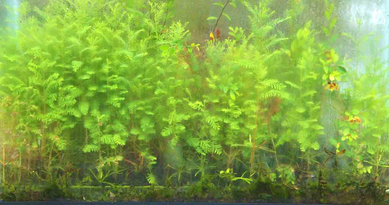 Miniature Forests